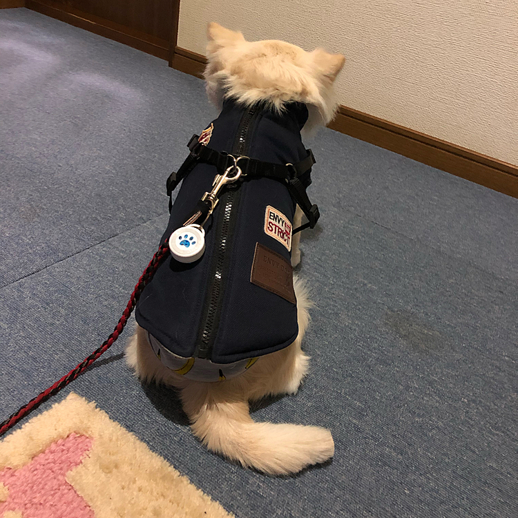 おはようございます😄
投稿したつもりが、出来てなかった💦

小雪は、玄関でまさかのお散歩拒否🐶
