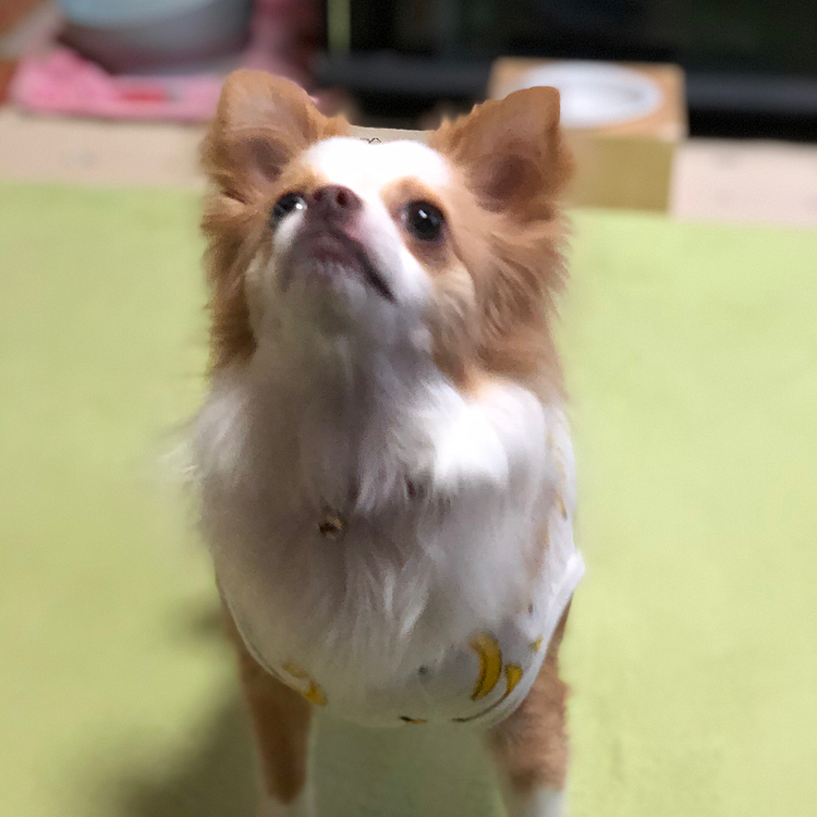小春は早起き〜🎵
早よオモチャ投げて❣️