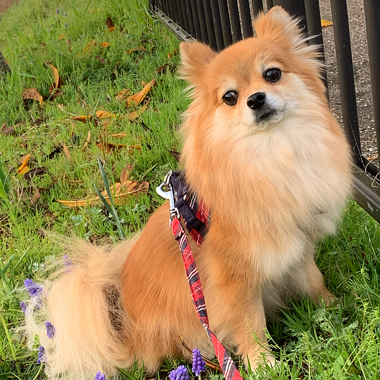 今朝は雨が上がりましたので、休日のお散歩コースへ。
紫の可愛いお花が咲いていたのでコラボ。
めっちゃイヤそう🤣