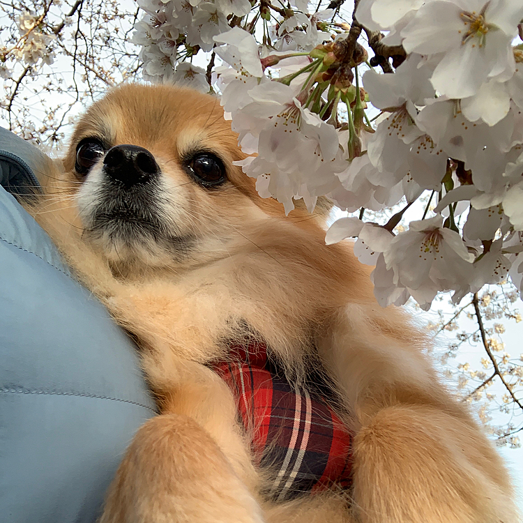桜とコラボその3😅
今日は桜が綺麗な円山公園へ行こうかなと思ってましたが、まだあまり咲いていないようなので断念💦