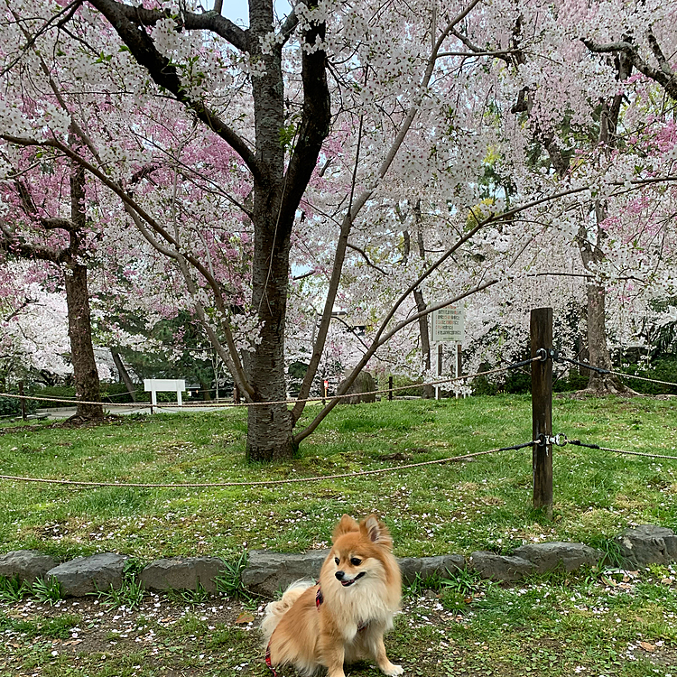 これは去年の円山公園で撮影した桜とのコラボです😊
今年も狙いたい✨