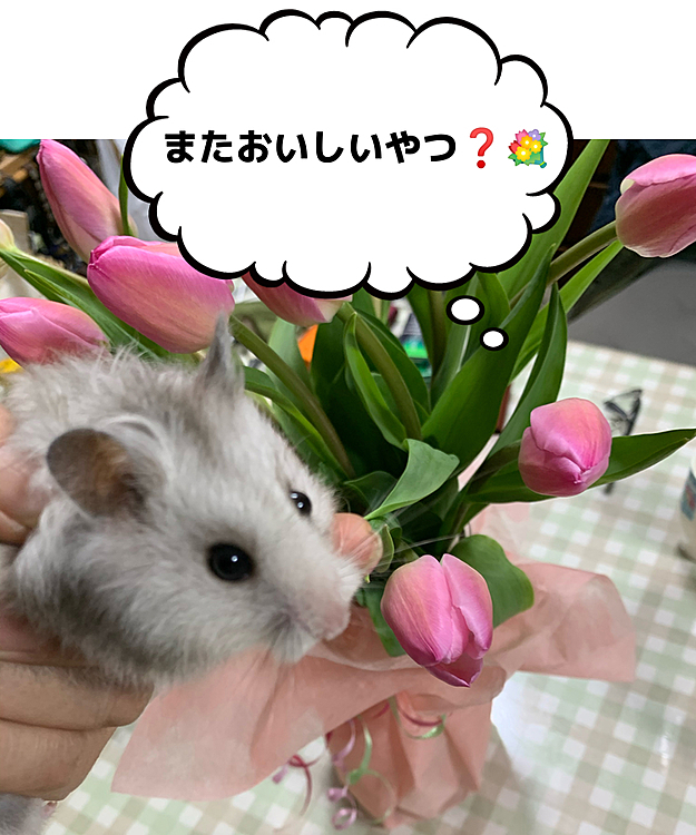今日は娘の誕生日🎂彼氏さんからいただいたチューリップ🌷かわいい😍💕

