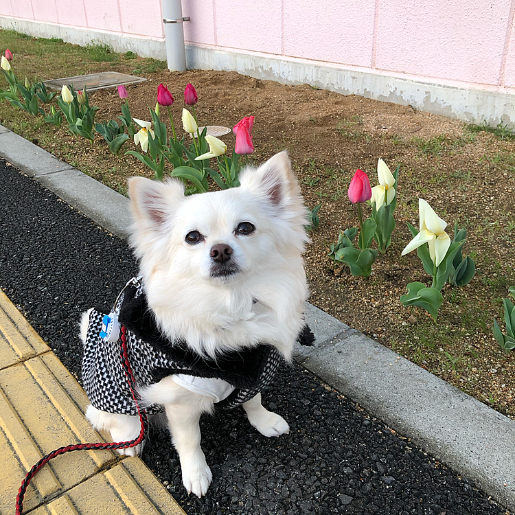 おはようございます😄
小雪は今朝も元気いっぱいお散歩してきました🎵🐶
チューリップ🌷とコラボしてきたよ✨