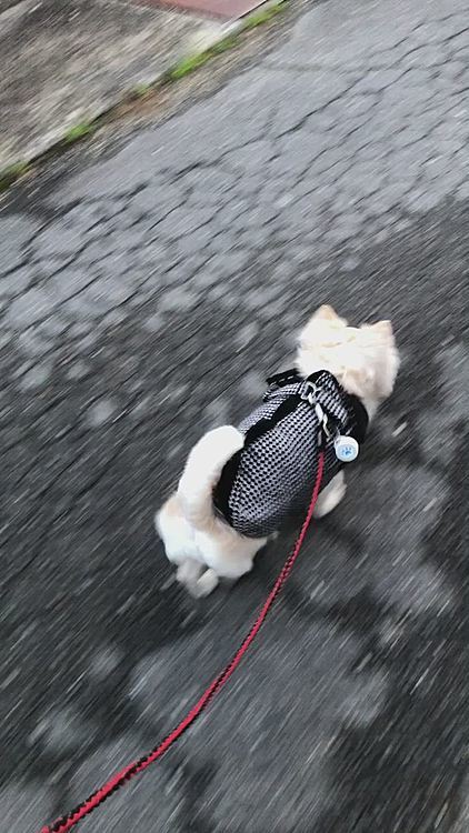 スタコラ歩いてきたね〜🐾👣
いい感じよ〜💕
ちなみに、小雪はもう虫除けを付けて歩いてます👍😆