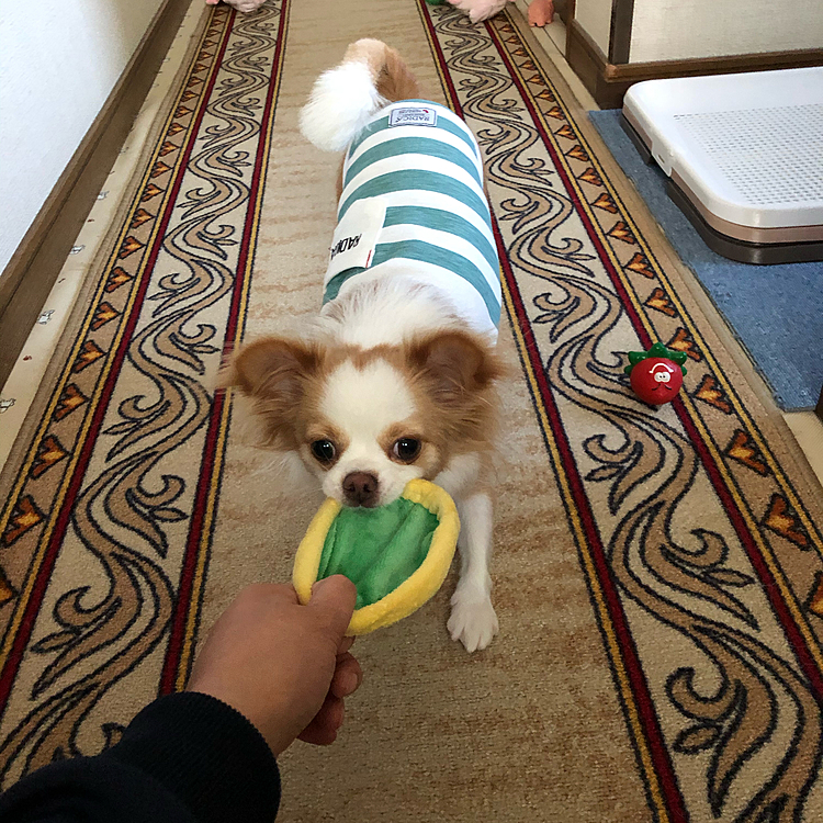 小春は早起きするようになってきたね🎵🐶
最近はこの柔らかいフリスビーがお気に入り✨