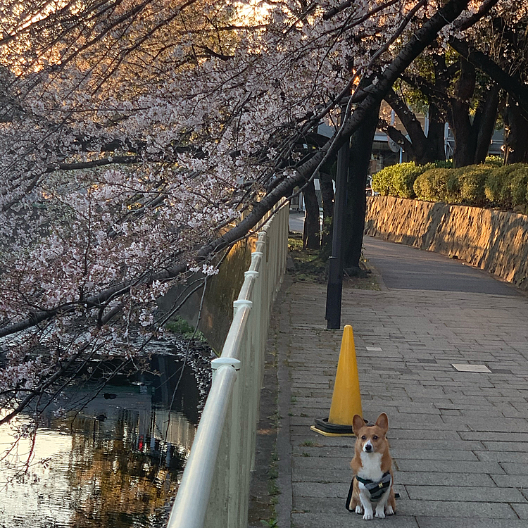 おはようございます😃
東京の桜も満開ということで、今朝のお散歩でお花見しました🌸