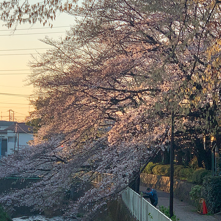 神田川沿いの毎日行く公園の桜です🌸
毎年見るけど今年もキレイです🌸