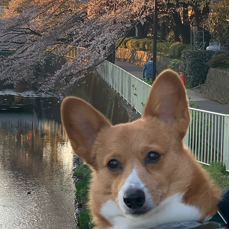 マーチは桜というよりわたしが持っているオヤツガン見😆
マーチが我が家に来る2ヶ月前に私たちもここに引っ越したので、この桜を見るのも10年目🌸元気にキレイな桜を見れてよかったね💕
今年は外でみんなでお花見も出来なくて残念ですね💦また来年のお楽しみ☺️