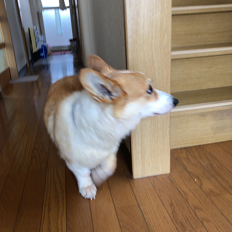 昨日は雨だったのでお家の中を徘徊😊
ボール転がしたり一人で遊んでるのかと思えば甘えてきたり😊
お気楽な1日を過ごしてました😊