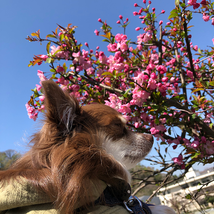 今日からまた在宅勤務になったので、お昼休みにお散歩に行ってきました🐕✨
もう桜も咲いていたので写真を撮りたかったのですが、なかなか良い位置になく、代わりにピンクのお花（桃なのかな？？）と写真を撮りました🌸
