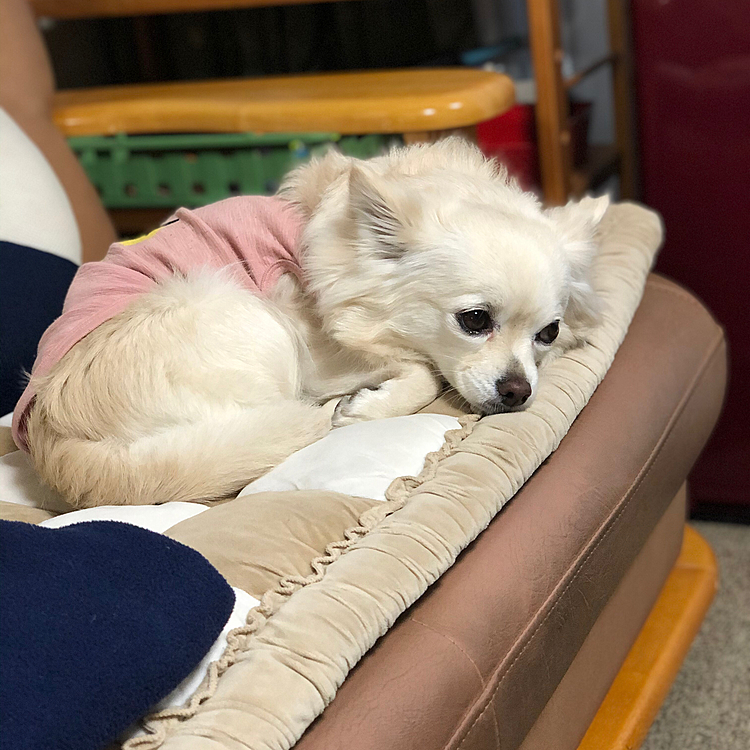 おはようございます😄
小雪は今朝も元気いっぱいお散歩してきました🎵🐶
モーニングをまだか、まだかと待ってます😊