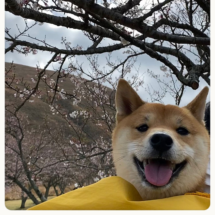 2021.03.25
数日前の櫂と桜🌸
この頃は暖かい日が多く楽しくお散歩しています😊