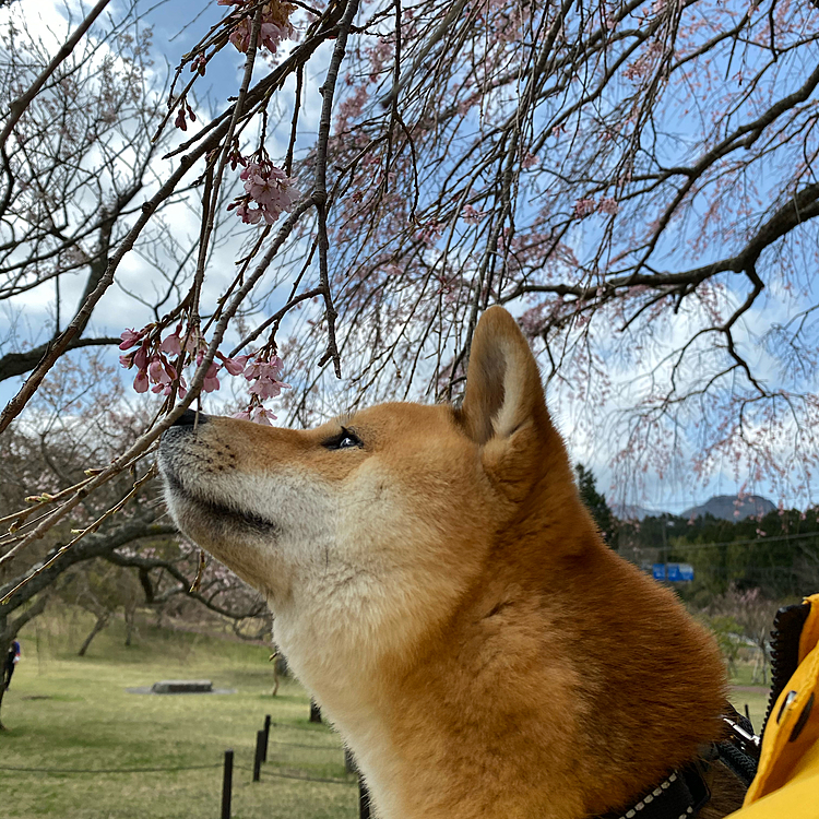 落ち着いてるように見えますが、高く持ち上げられるのが嫌いでジタバタしてました😅
