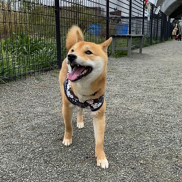 木曜日の今日は午前中ドッグランでランランしてきました🎶