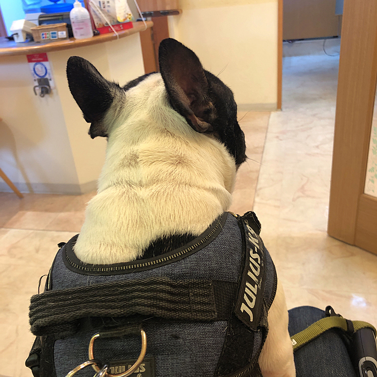 今日は4月から9ヶ月間の高級オヤツを出してもらうのと混合ワクチンの接種でいつもの病院に行って来ました😀
フィラリア検査の血液採取とワクチンの💉の間もずーっと診察室で一緒にいるので、まろは不安な様子もなく落ち着いてました😁