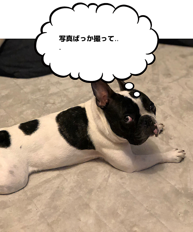 写真を撮ろうとスマホを向けると ん❓と顔をあげてます。