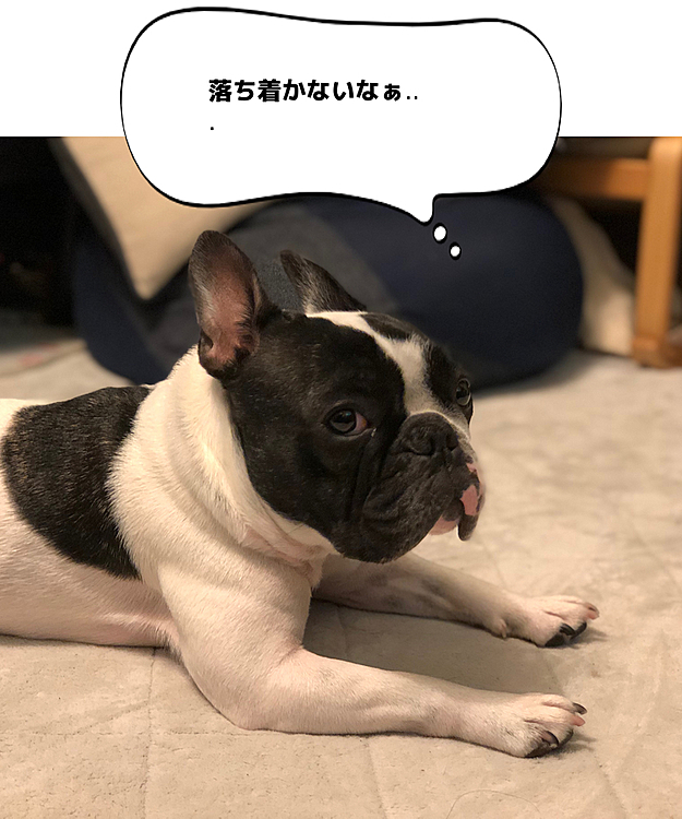 なにか考えてる様な顔をしたら、ソファの下に入ってしまいました😅