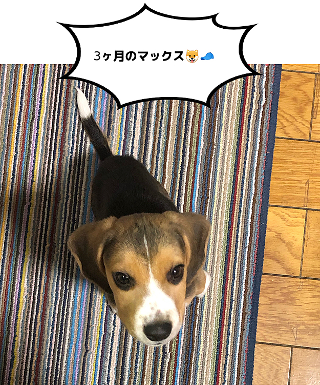 顔の模様が変わった😊

