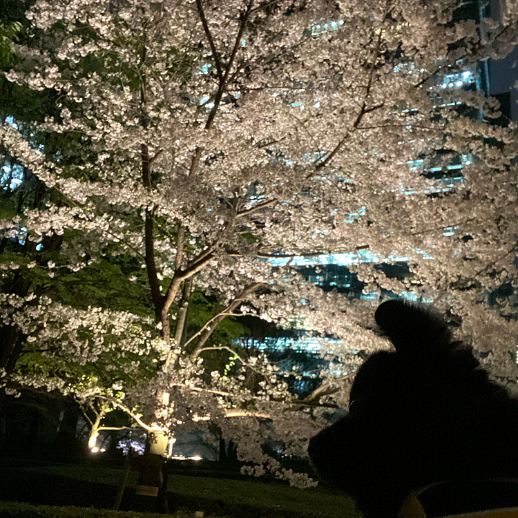 うには黒いから夜は シルエットになってしまいます💦💦