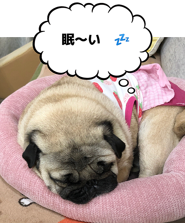 幸せそうに、寝ています💤
