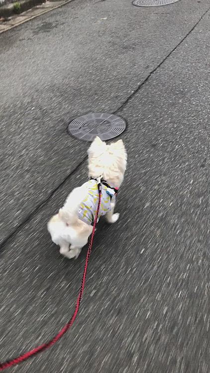 元気いっぱいお散歩してきましたよ🎵🐶
霧ぐらいヘッチャラやね👍😆