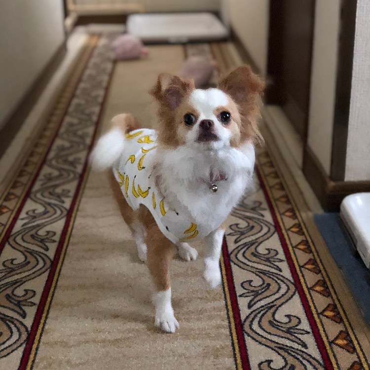 小春、いつも起きてからまず30分くらいボォ〜っとします🐶💤
寝起き悪いです🤣