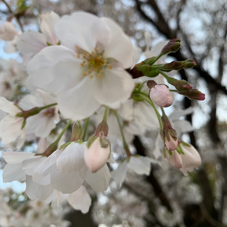 近所の桜がもうすぐ満開になるよ🌸