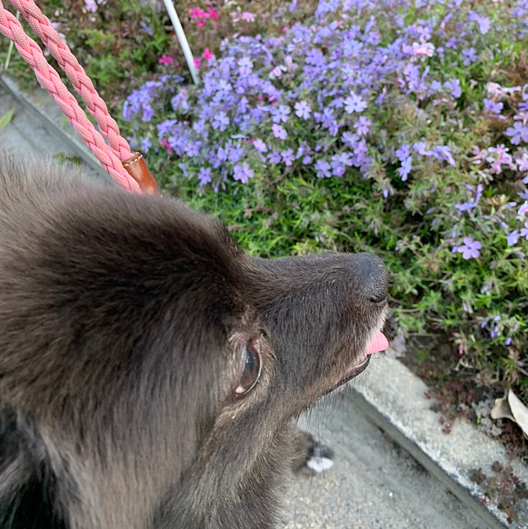 芝桜ももうすぐだね😄