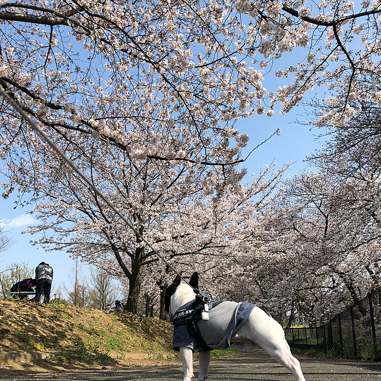 今日はまろと桜が綺麗な公園に行ってきました🌸