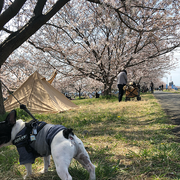 コロナ禍ですが、多くや人がお花見を楽しんでました🙂