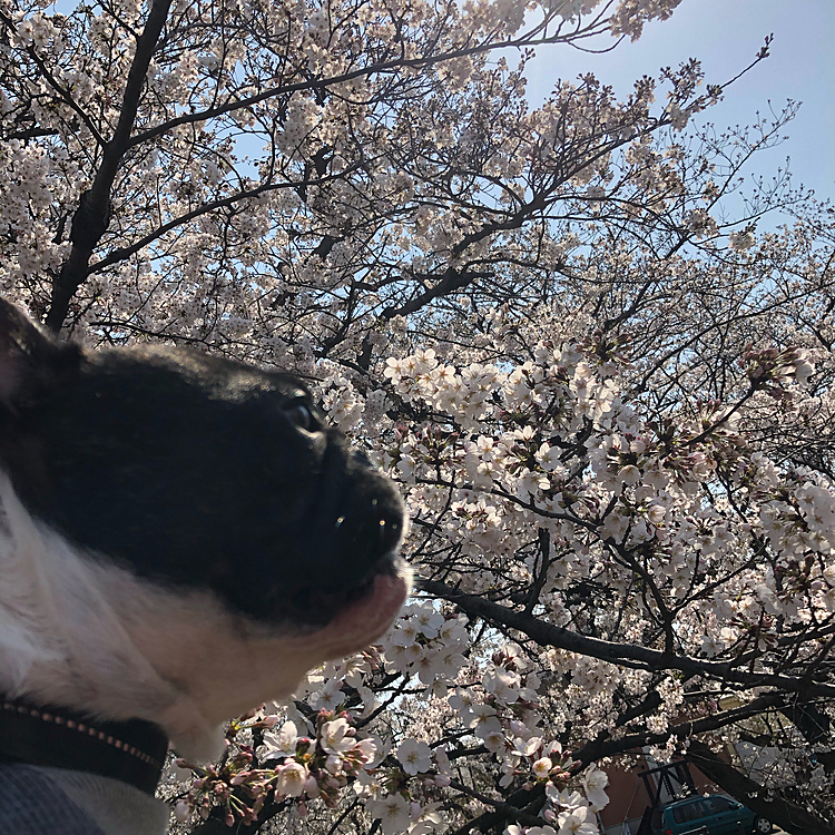 未だ七分咲きくらいでした。満開になるのは来週初め頃でしょうか😀