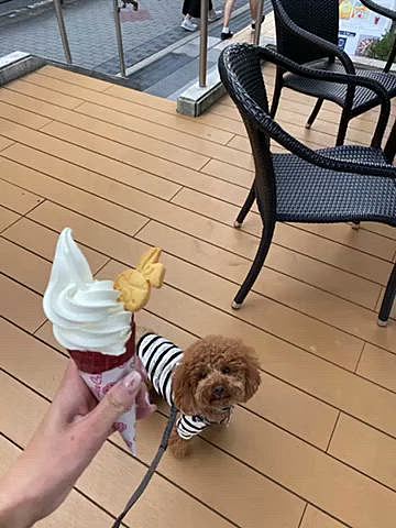 水曜日はショッピングモールへ、20度くらいあり暑かったのでソフトクリーム食べちゃいました🍦
お気に入りの安納芋ソフトは建物の中なので1人でのお散歩では買えませんが、この週替わりのスペースは1人でも購入出来るので助かります♪

