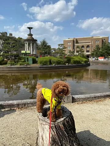 今日は自転車で30分ほどの公園に行きました🚲
風がめちゃくちゃ強くて何度も煽られそうになりました😅
ここは宴会をしながら夜桜をする人が多い桜の名所ですが、もちろん宴会は出来ないようにロープが張られていました😞
公園すぐ横にある工業大学が卒業式だったみたいで、袴姿の綺麗なお姉さんにハッピーも釘付けでした😍