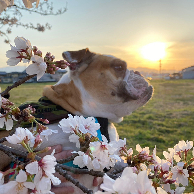 こんばんは
今日は片道3キロの所まで、お花見に行きました🌸
初めての場所なので、あちこちでクン活をして満足できました😃