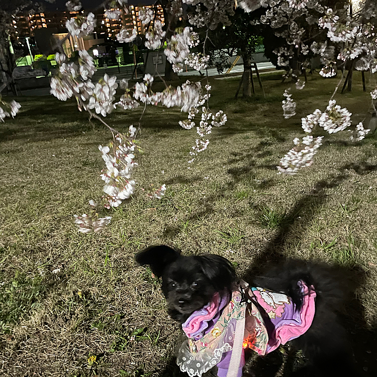 ちょいボケ気味だけどこっち向いてる☺️
夜桜とハピさん💕今週は申し訳ないくらいに残業でお留守番が長めに😥お散歩に行ってもお友だちに会えないね…😭