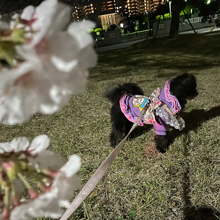 ピントが合う時…こっち向いてない😅
週末の天気もまた雨っぽい💦桜は散っちゃうかな?今年もお散歩でお花見…お出掛けしたいなぁ…😩