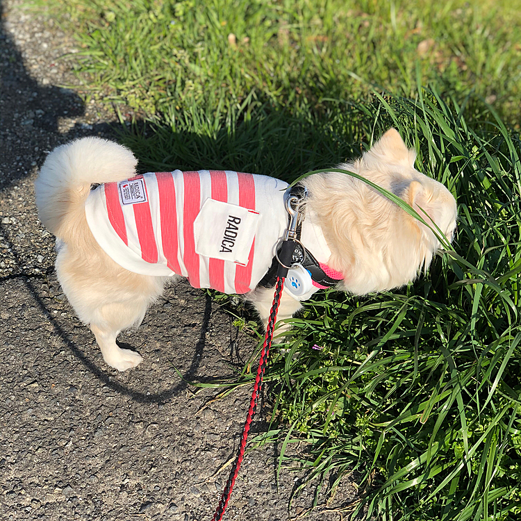 小雪は今朝も元気いっぱいお散歩してきました🎵🐶
虫除け付けてるけど、草むらに切込隊長してました💦
お友達のポンちゃんと一緒にオヤツ食べたね💕