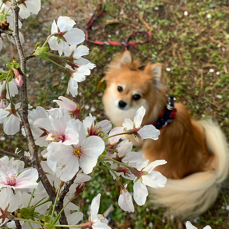 2021/3/27
今朝は予定していた円山公園へ行ってきましたよ〜😊
お天気も良くて、桜も満開🌸綺麗でした😊