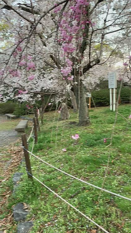 桜の園のようでした🌸