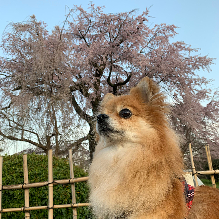 メインの枝垂れ桜の前で記念撮影📸
ドローンを飛ばしてるおじちゃんがいて、そのドローンの音にびびってました😅
ここって、ドローン飛ばして良かったんだろうか😂