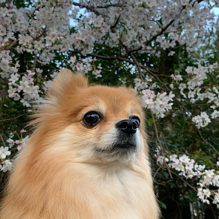 桜バックにキリッ❣️と決めてみました😆
朝６時に現地に着いたのですが、人が割といました😅
混み合うほどではなかったので、良かったです😆