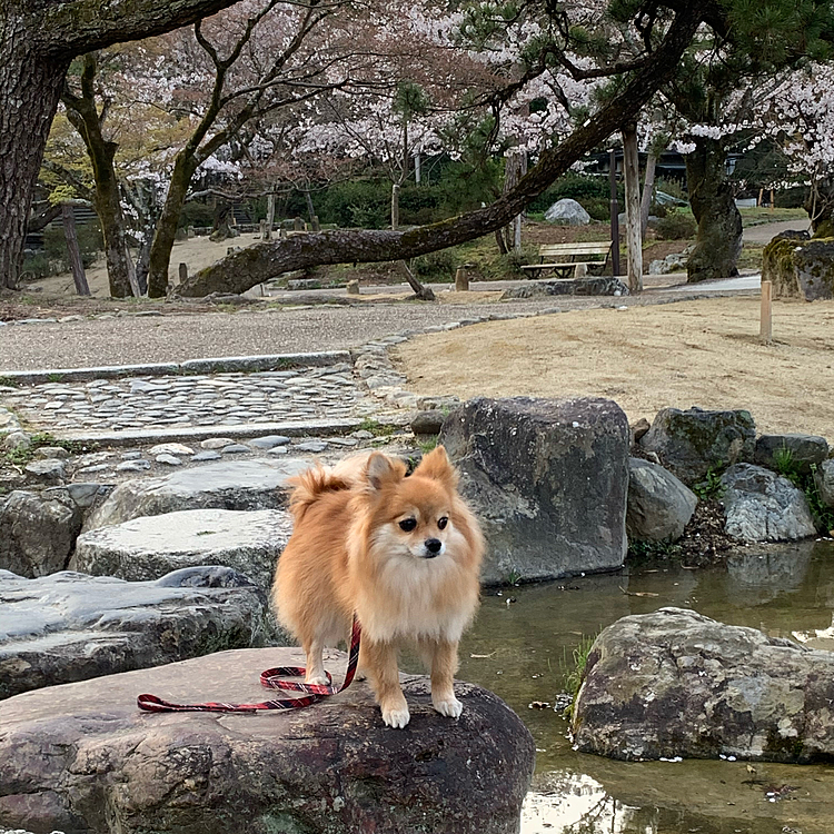 円山公園は広くて趣のある場所なので、メインの枝垂れ桜から離れても綺麗で楽しめます😊
