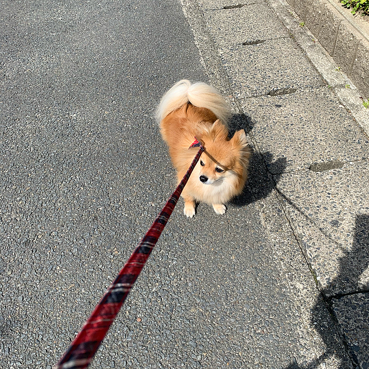 そして帰宅後、朝ごはん食べて休憩してから、狂犬病ワクチンとネクスガードを貰いに病院へ。
お散歩がてら歩いて行くと、途中で気付かれ拒否😅ここから抱っこして病院へ行きました💦
ワクチンと血液検査の💉を二回したので、頑張りました😆
でも、途中で涙流して泣いちゃったね😂
おやつ貰ったから、後で食べようね😊