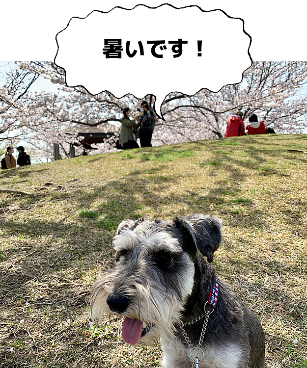 桜を観にきました。思いのほか暑いですね。
