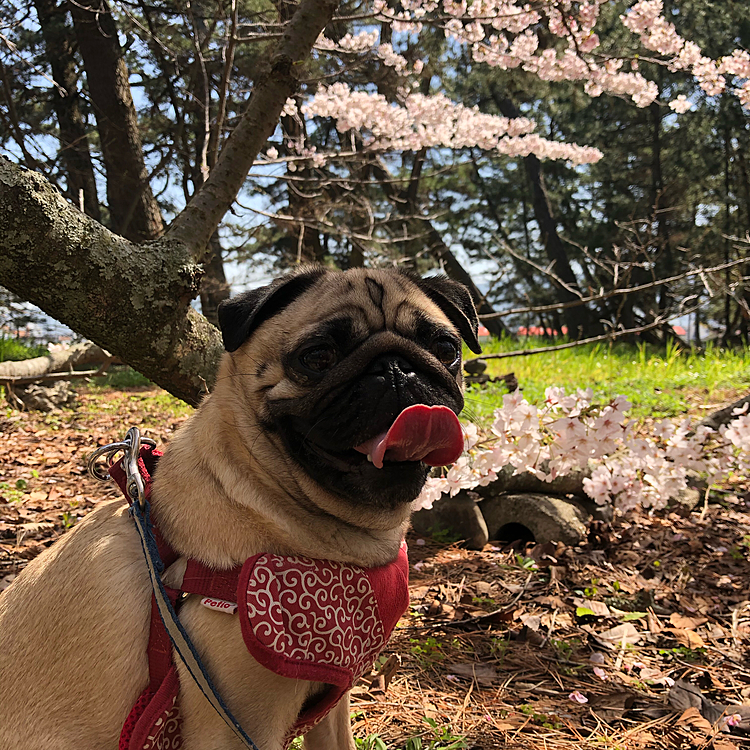2021/3/27
たまに行く、近くの公園へ行きました😄
桜がキレイでした🌸
