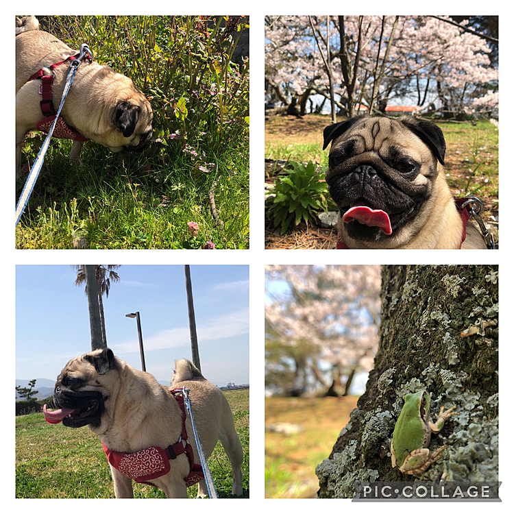 カエルさんも見つけました🐸
春ですねぇ🌸