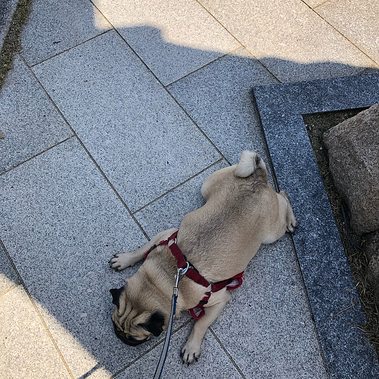 おとちゃんには、少し暑かったみたいです🐽