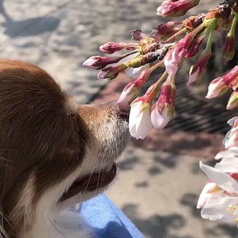 続いてこちらは本日の桜🌸
名所というわけではないのですが、川沿いの桜並木は毎年綺麗です🤗
このお花見の前に病院に行きました。尿検査の結果、結晶はほとんど出ていませんでした✌️毎日お茶漬け食べてしっかり水分を摂った成果が出て嬉しいです😊チャーリー良かったね☺️