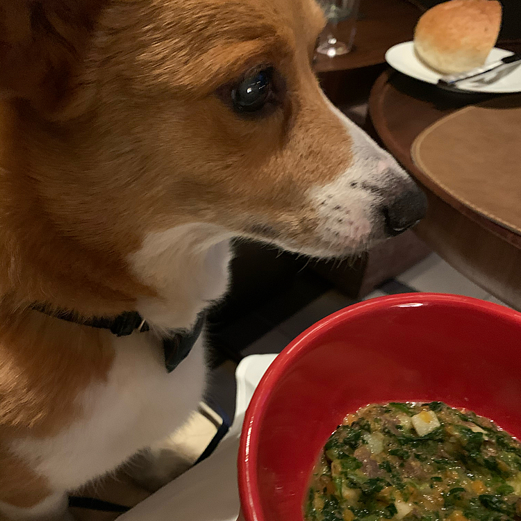 夜はワンコメニューもあって、マーチもレバーと砂肝と山羊のチーズの混ぜ混ぜしたのを作ってもらい、爆食べしました🤣結構量があったので、途中でストップしようと思いましたが、全然止まりませんでした😅