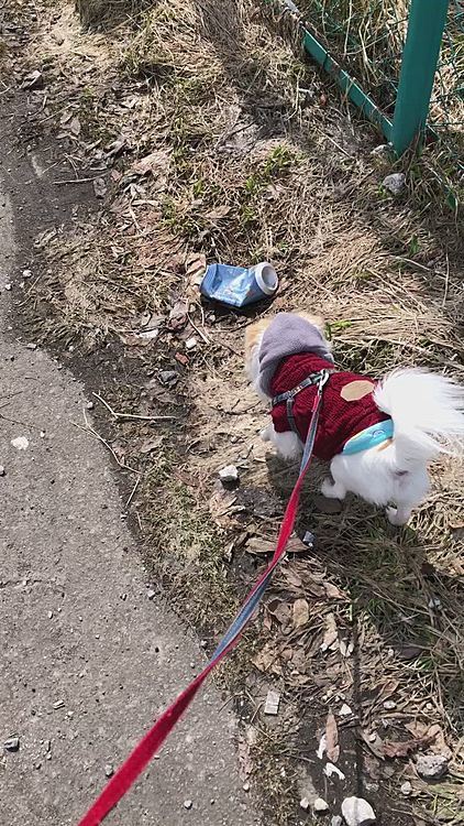 この間まで雪の壁があった場所はすっかり雪がなくなりました😄
相変わらずゴミがあるけど😓
